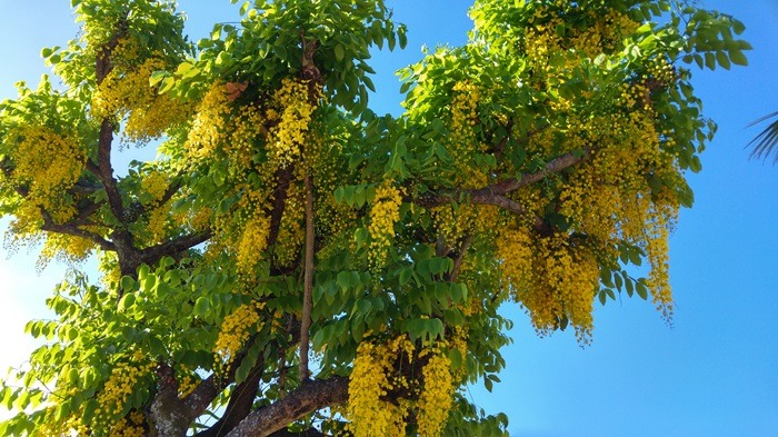 Cássia-imperial (Cassia fistula)