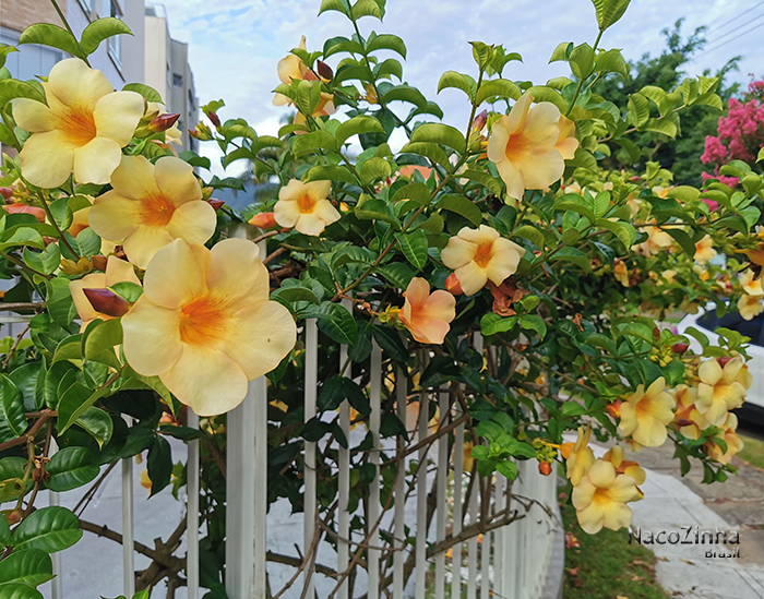 Alamandas (Allamanda cathartica)